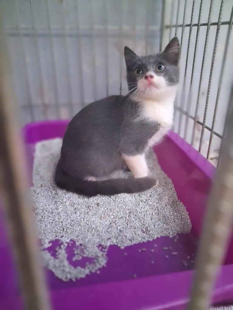 Sakê, gato de porte pequeno para adoção em São Luís - MA