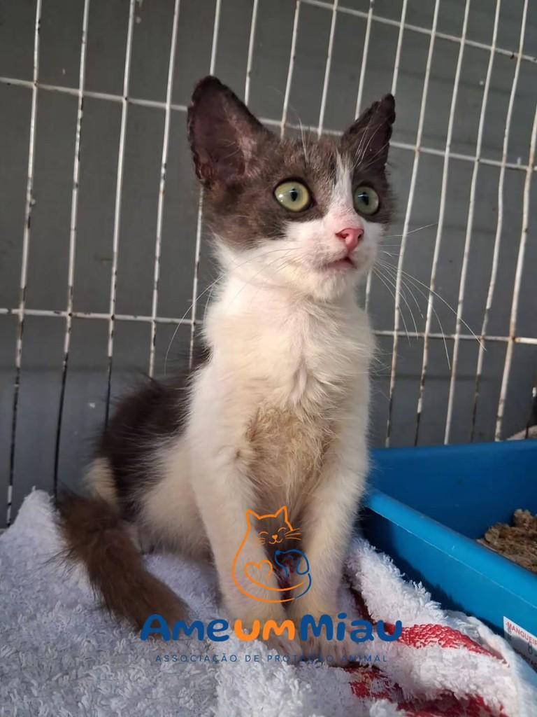 Dobby, gato de porte pequeno para adoção em São Luís - MA