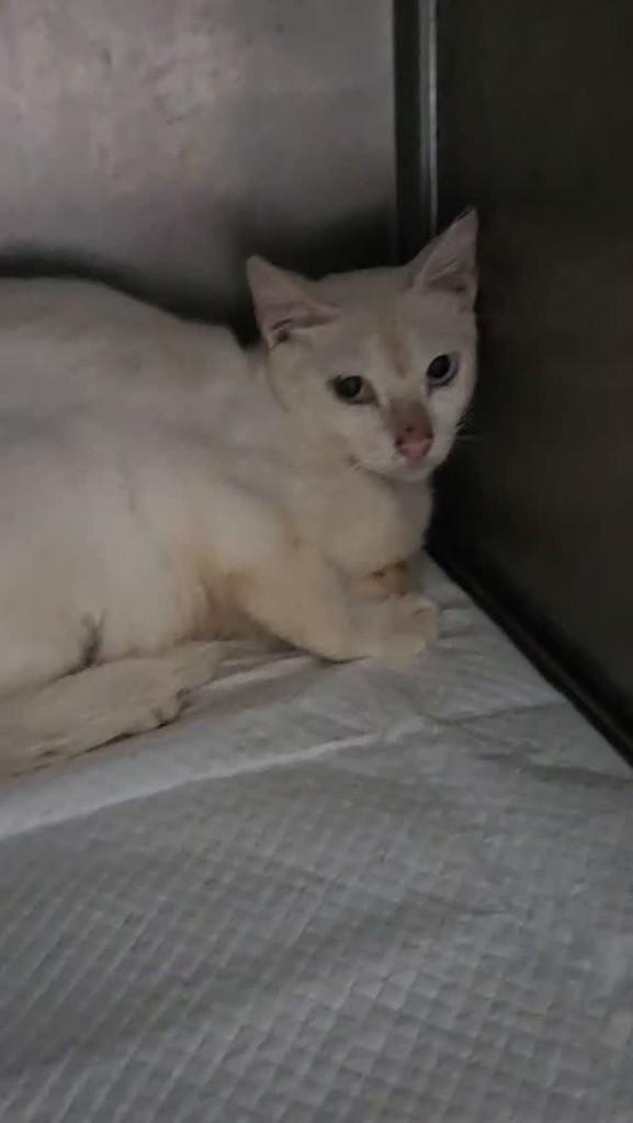 Sabrina, gata de porte pequeno para adoção em São Luís - MA
