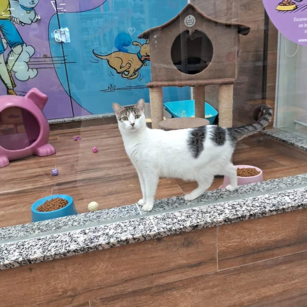 Clarinha, gato de porte pequeno para adoção em São Luís - MA
