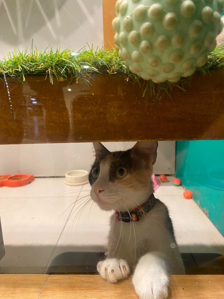 Yuki, gata de porte pequeno para adoção em São Luís - MA