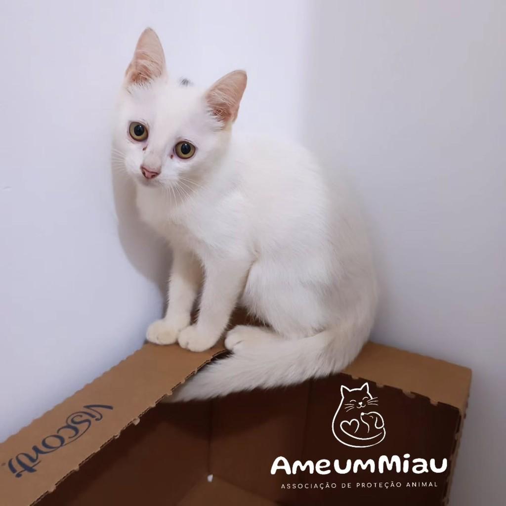 Sushi, gato de porte pequeno para adoção em São Luís - MA