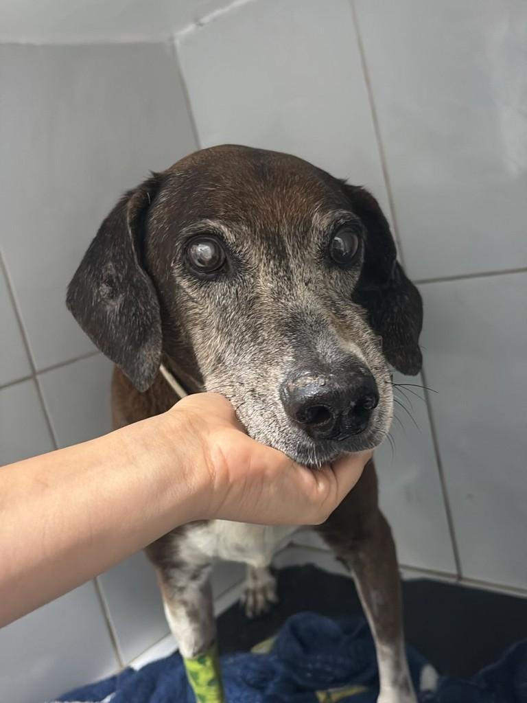 Negão, cachorro de porte pequeno para adoção em São Luís - MA