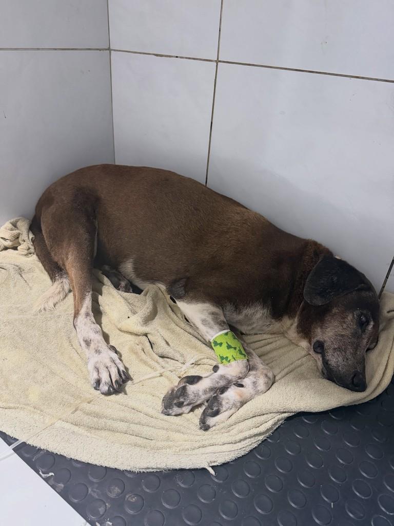 Negão, cachorro de porte pequeno para adoção em São Luís - MA — foto 2 de 4