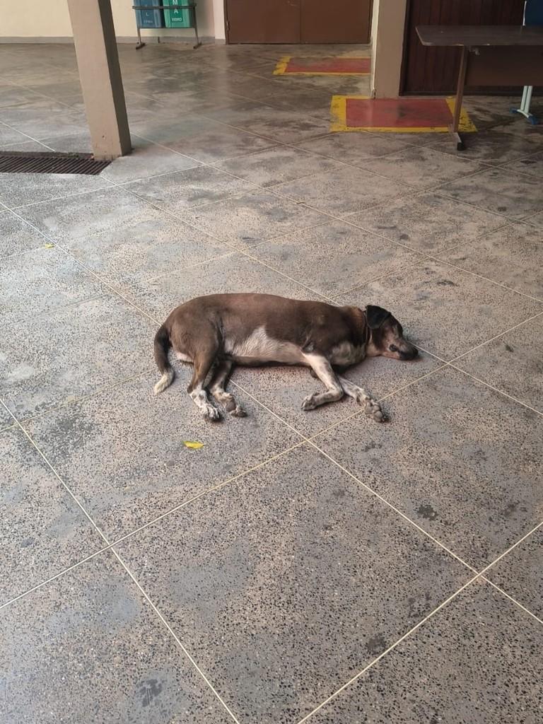 Negão, cachorro de porte pequeno para adoção em São Luís - MA — foto 3 de 4