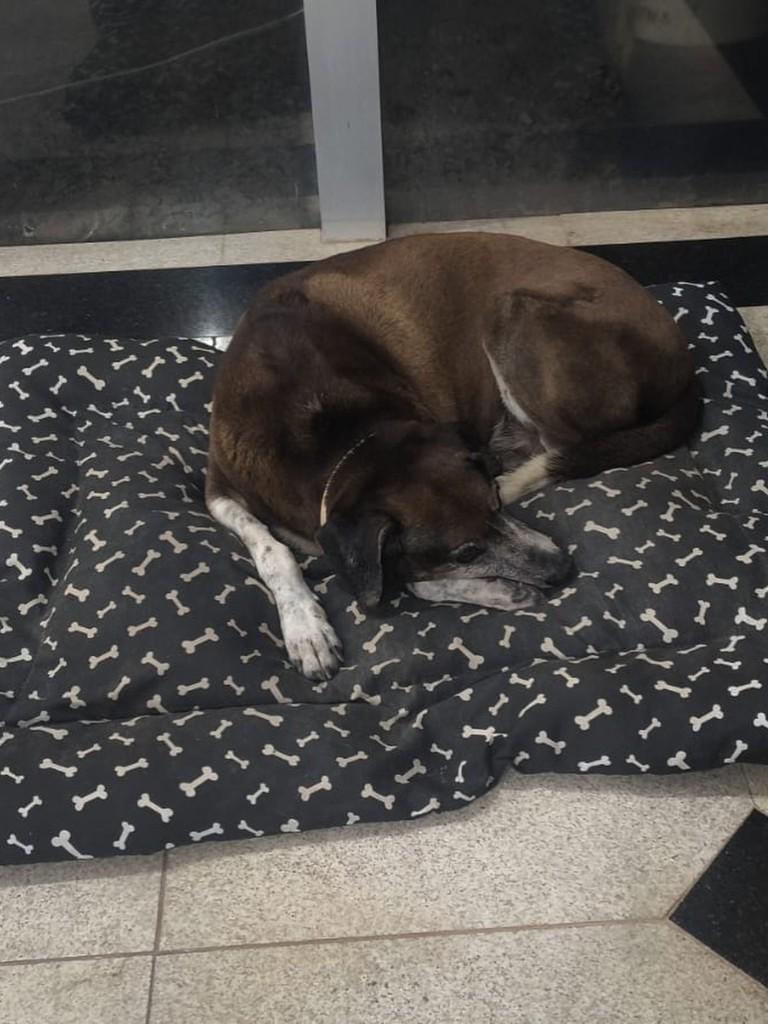 Negão, cachorro de porte pequeno para adoção em São Luís - MA — foto 4 de 4