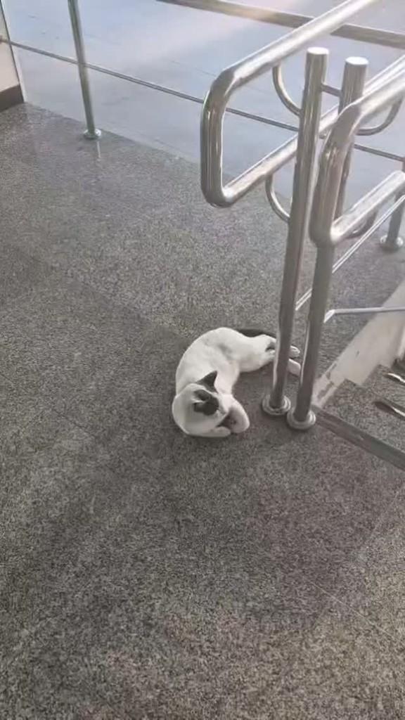 João, gato de porte pequeno para adoção em São Luís - MA