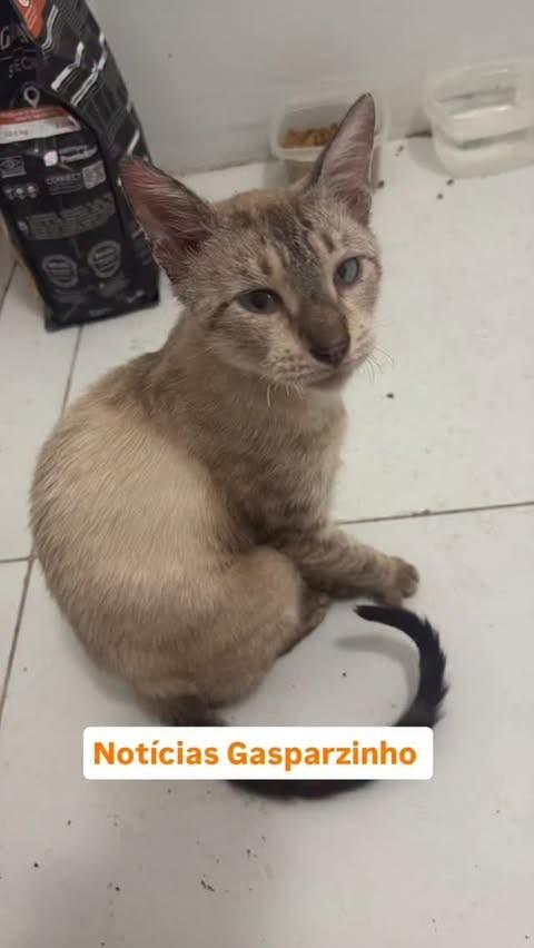 Gasparzinho, gato de porte pequeno para adoção em São Luís - MA