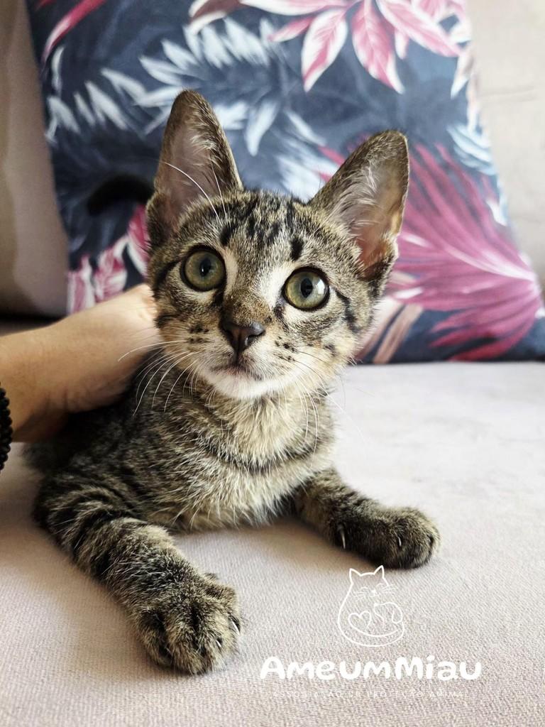Julinho, gato de porte pequeno para adoção em São Luís - MA