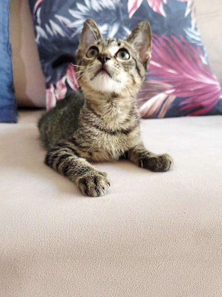 Julinho, gato de porte pequeno para adoção em São Luís - MA — foto 2 de 3