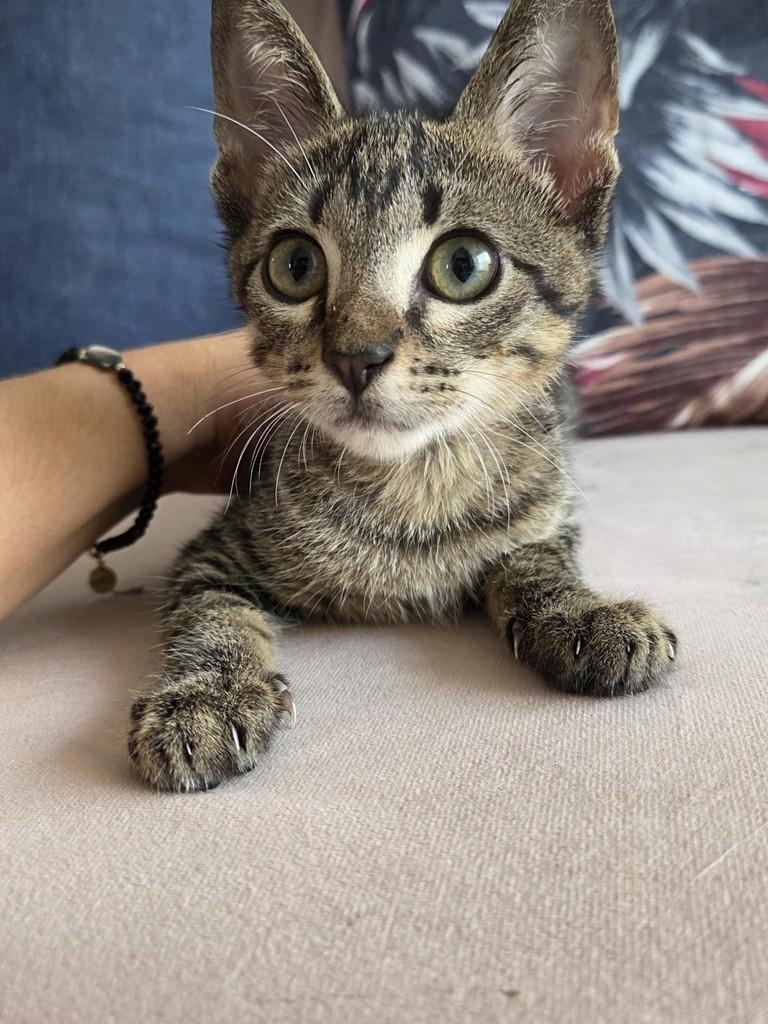 Julinho, gato de porte pequeno para adoção em São Luís - MA — foto 3 de 3