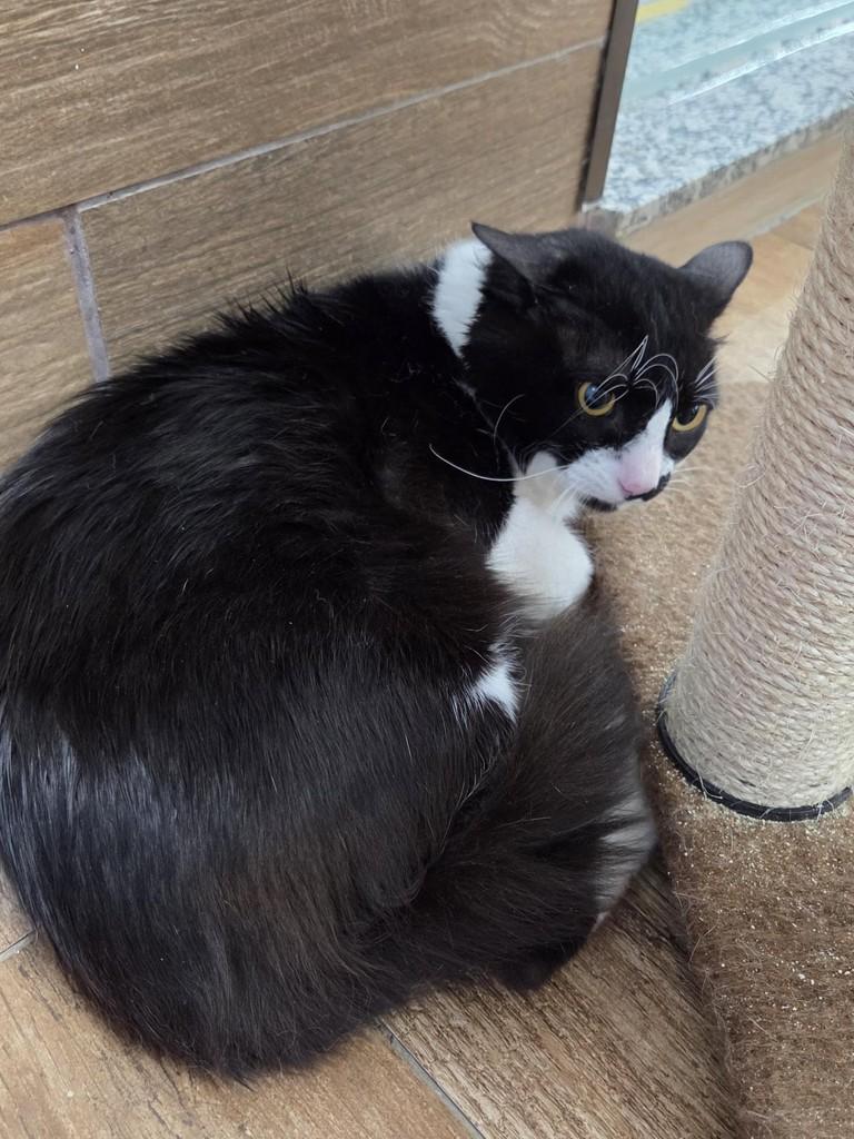 Lucas, gato de porte pequeno para adoção em São Luís - MA