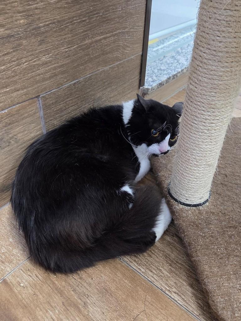 Lucas, gato de porte pequeno para adoção em São Luís - MA — foto 2 de 3