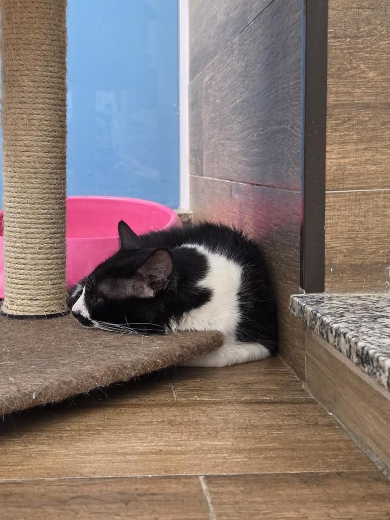 Lucas, gato de porte pequeno para adoção em São Luís - MA — foto 3 de 3