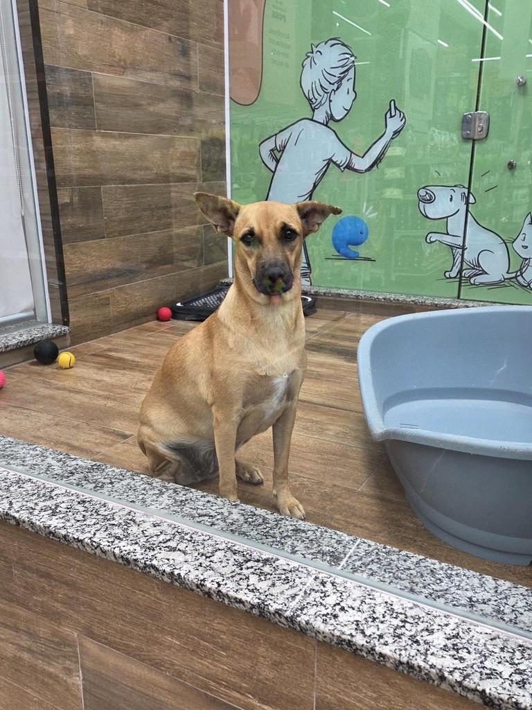 Kiara, cadela de porte médio para adoção em São Luís - MA