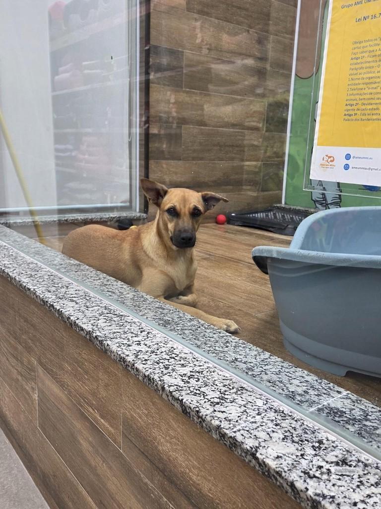 Kiara, cadela de porte médio para adoção em São Luís - MA — foto 2 de 3