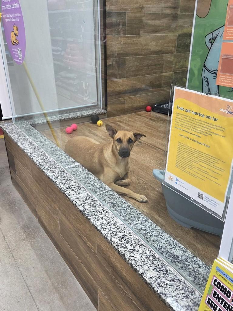 Kiara, cadela de porte médio para adoção em São Luís - MA — foto 3 de 3