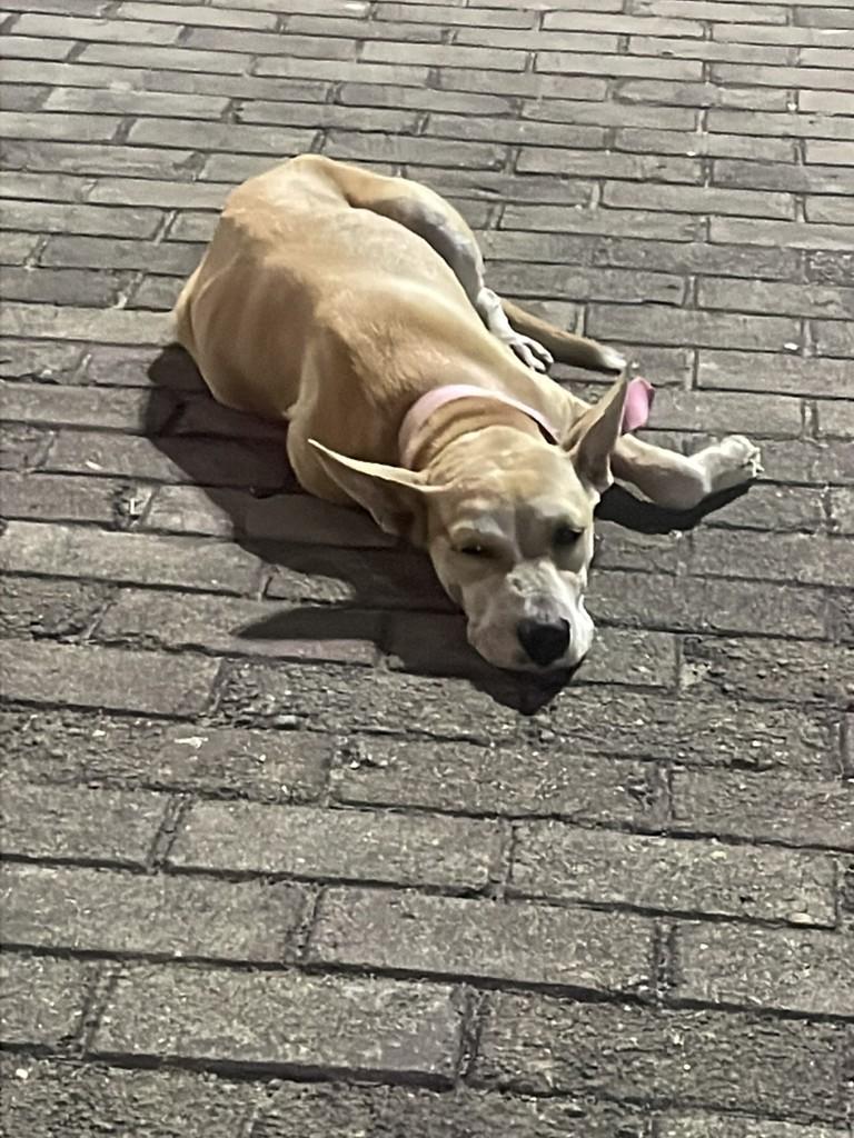 Layla, cachorro de porte pequeno para adoção em Itarema - CE