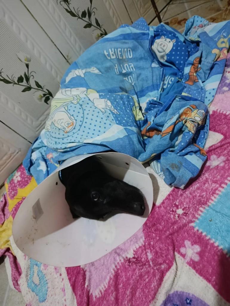 Pretinho, cachorro de porte pequeno para adoção em Bragança - PA