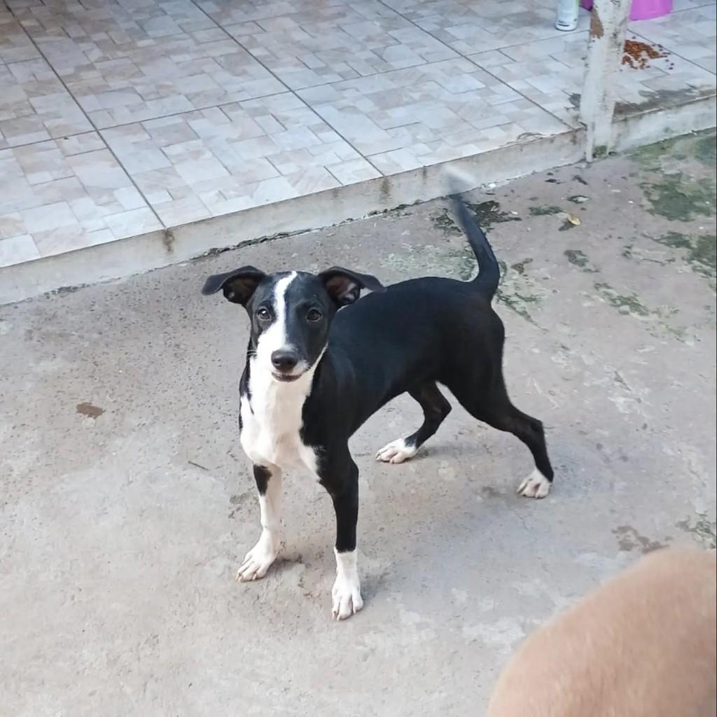 Linda, cachorro de porte pequeno para adoção em São Luís - MA