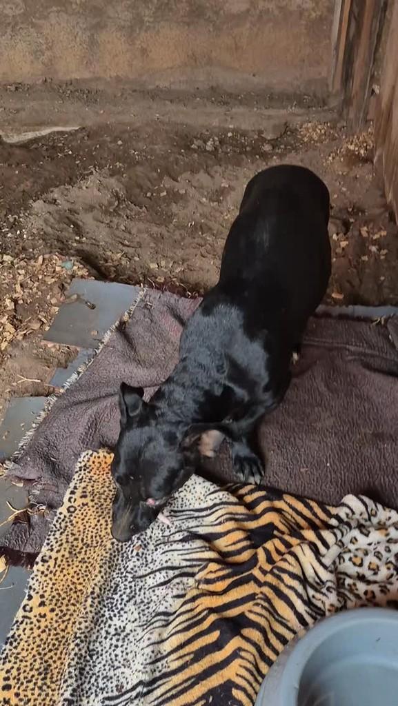 Berenice, cachorro de porte médio para adoção em Rolim de Moura - RO