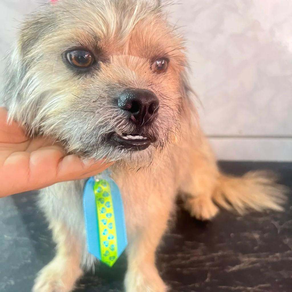 Lindinho, cachorro de porte pequeno para adoção em Rolim de Moura - RO