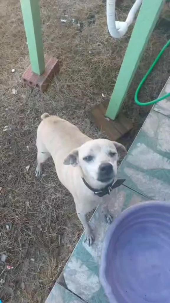 Valentino, cachorro de porte médio para adoção em Rolim de Moura - RO