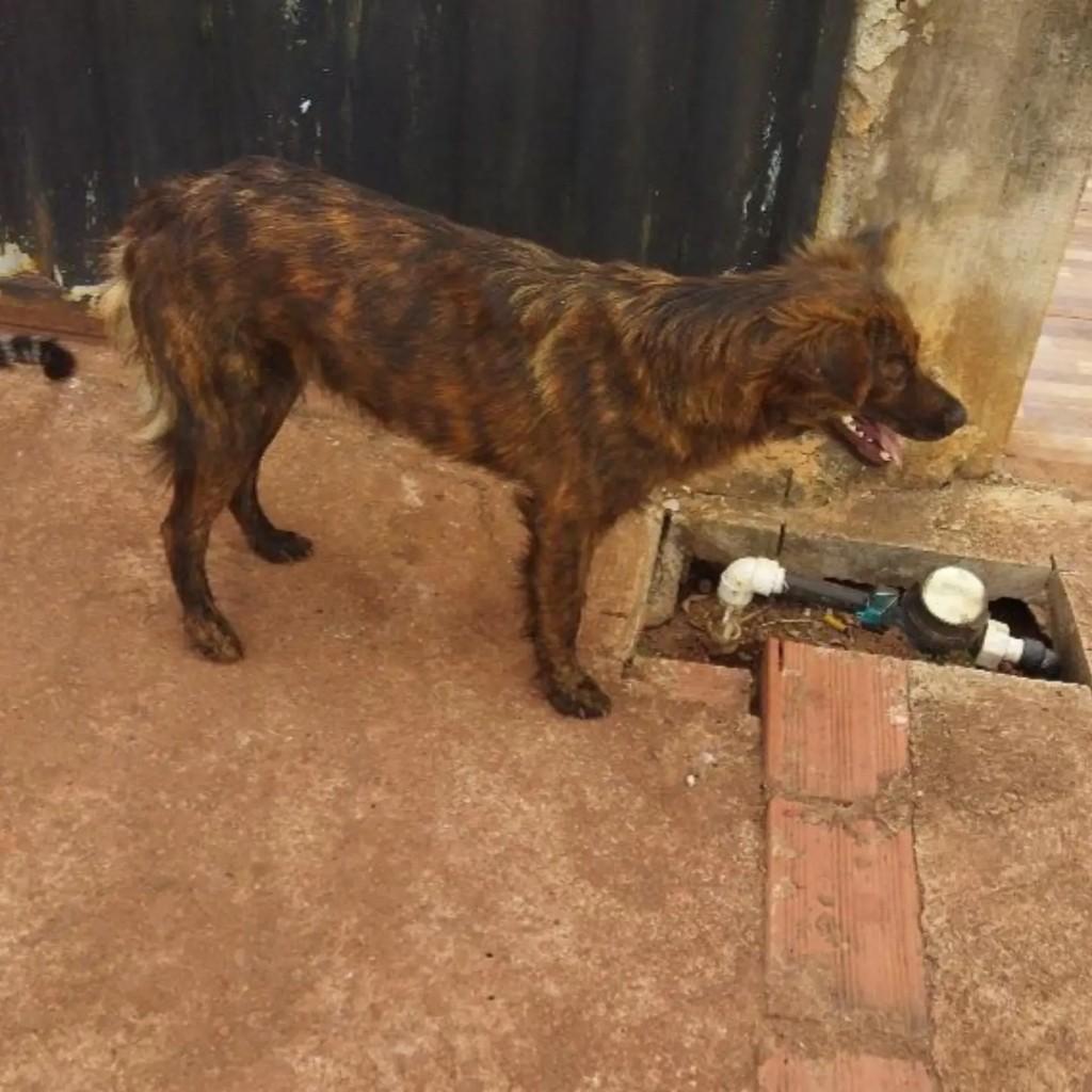 Doguinha, cachorro de porte médio para adoção em Rolim de Moura - RO