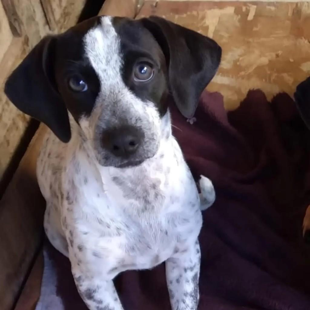 Belinha, cachorro de porte pequeno para adoção em Rolim de Moura - RO