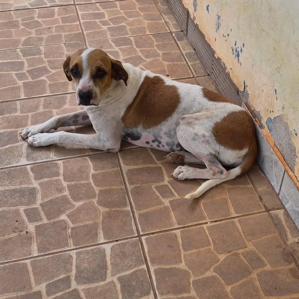 Romeu, cachorro de porte médio para adoção em Rolim de Moura - RO
