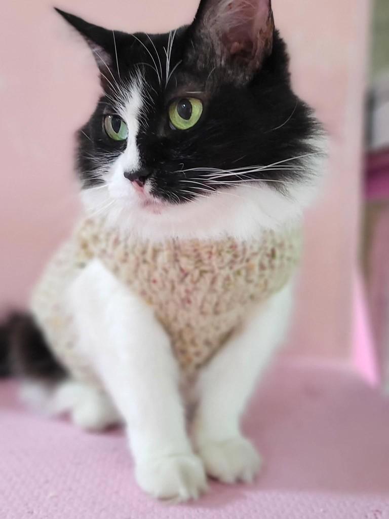 Julieta, gata de porte pequeno para adoção em São Paulo - SP