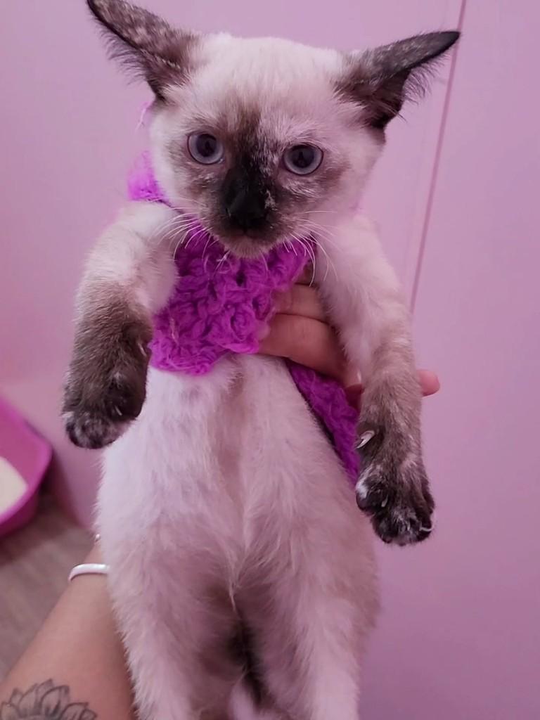 Jade, gata de porte pequeno para adoção em São Paulo - SP