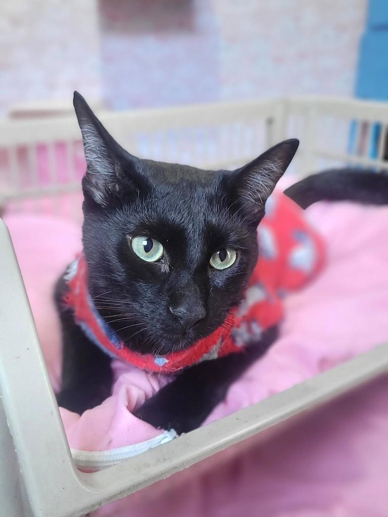 Bento, gato de porte médio para adoção em São Paulo - SP