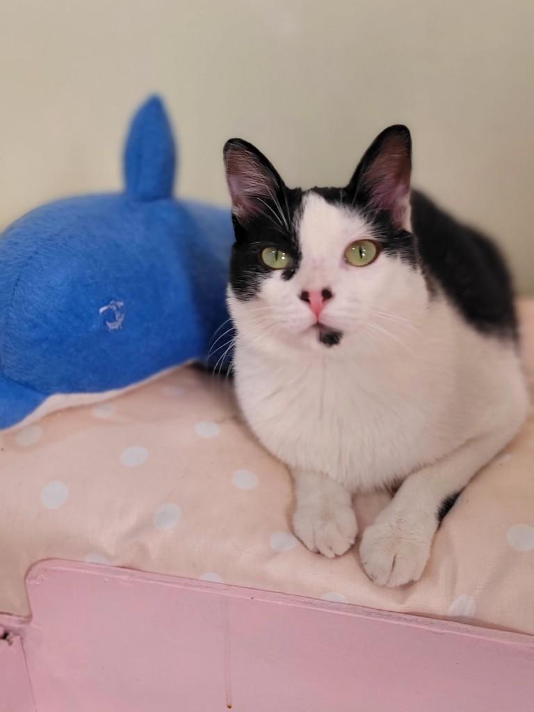 Barnabé, gato de porte médio para adoção em São Paulo - SP