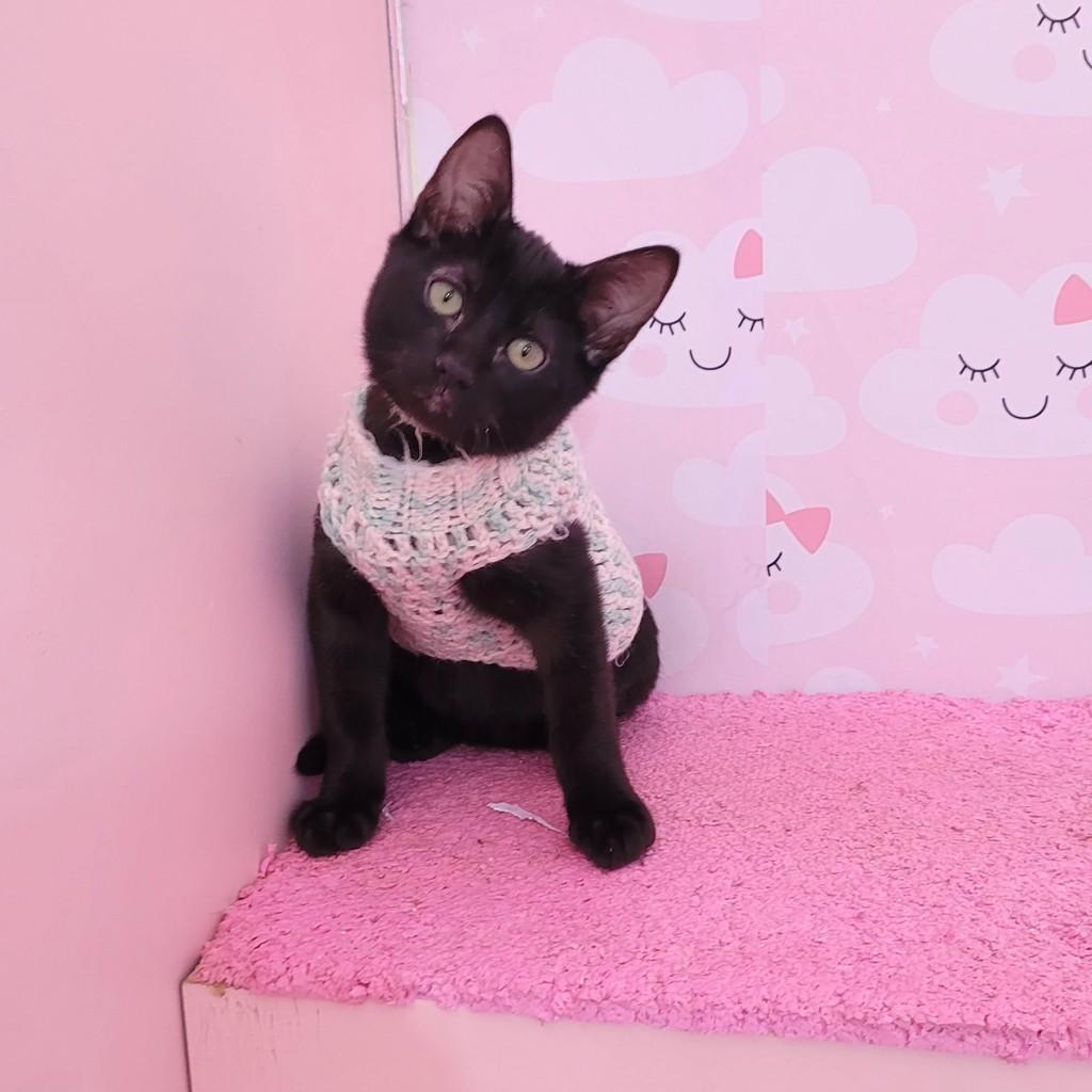 Jafar, gato de porte pequeno para adoção em São Paulo - SP