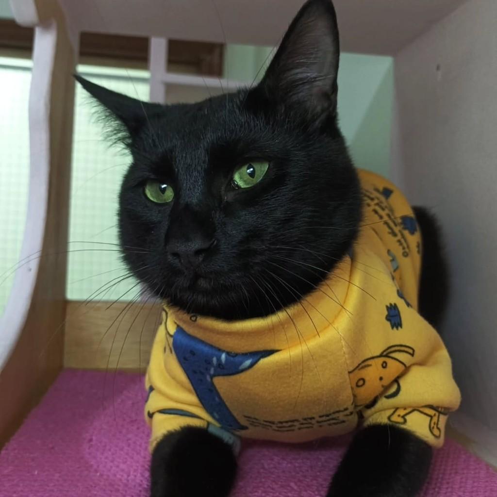 Aslan, gato de porte pequeno para adoção em São Paulo - SP