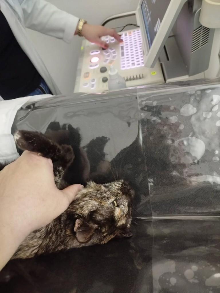 Pituquinha, gata de porte pequeno para adoção em São Paulo - SP