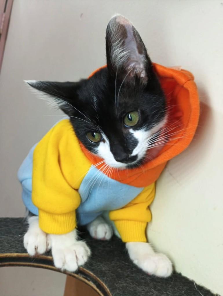 Orion, gato de porte pequeno para adoção em Taboão da Serra - SP