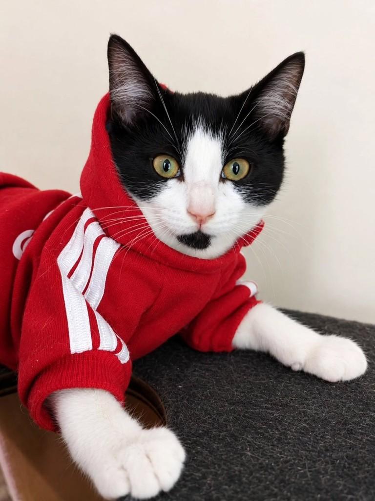 Oliver, gato para adoção em Taboão da Serra - SP