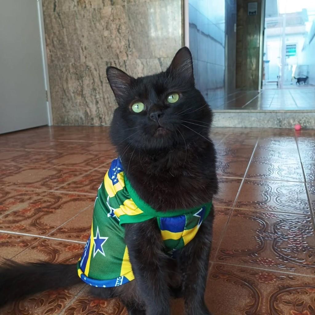 John Coffey, gato de porte médio para adoção em São Paulo - SP
