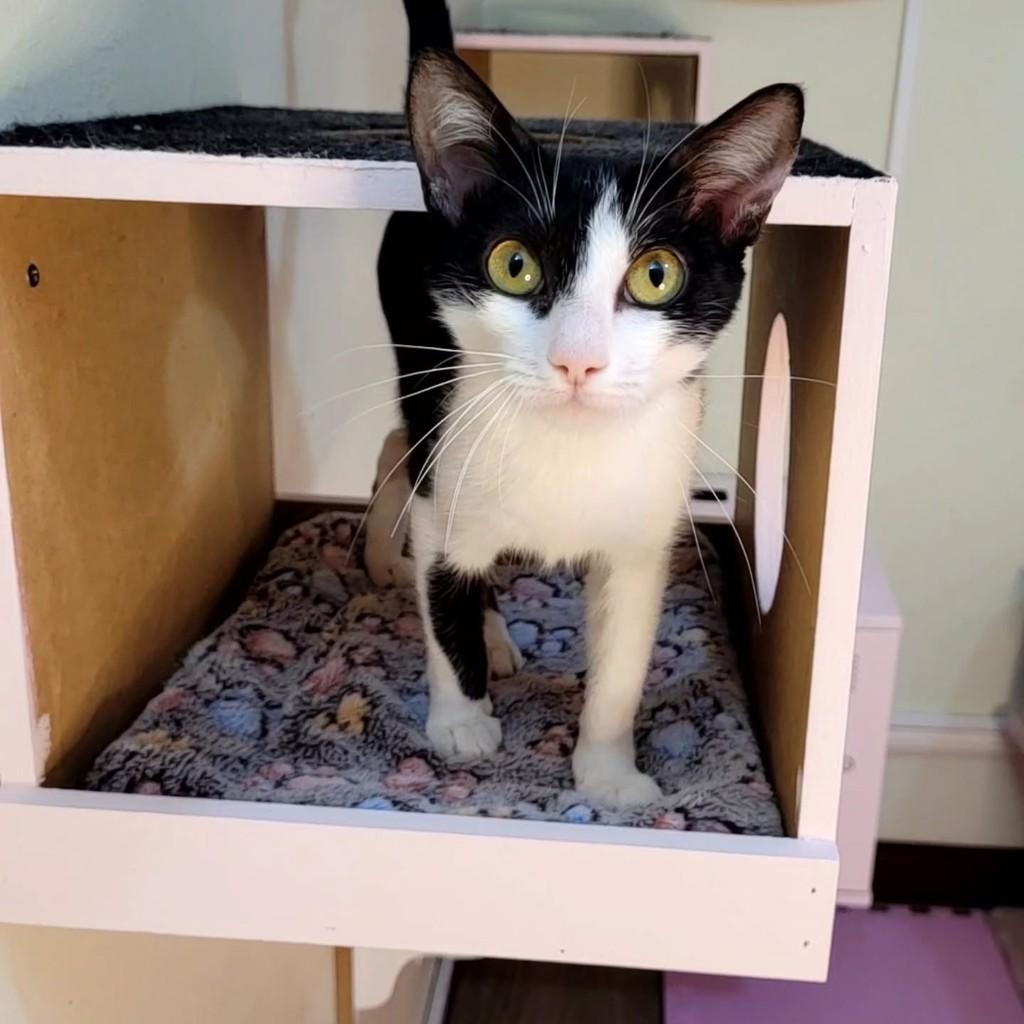 Margot, gata de porte médio para adoção em São Paulo - SP