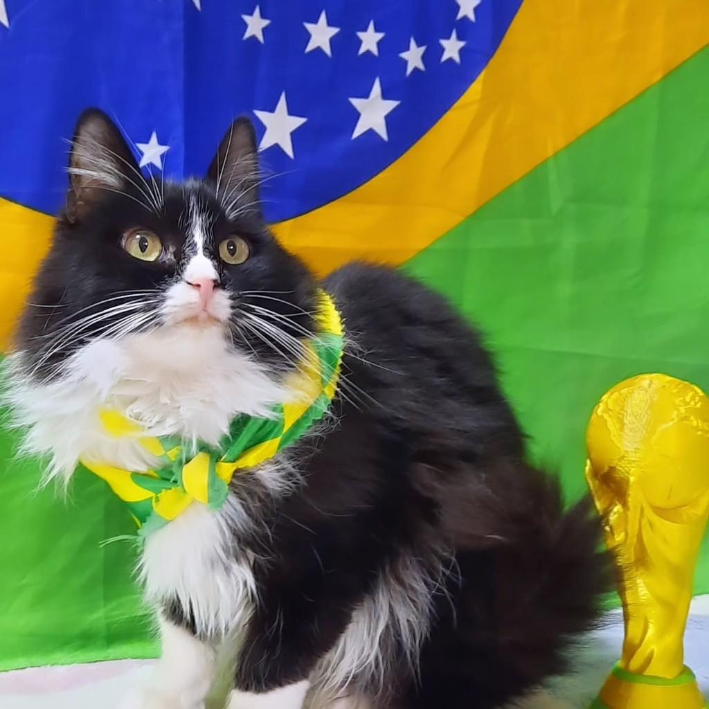 Helena, gato de porte pequeno para adoção em São Paulo - SP