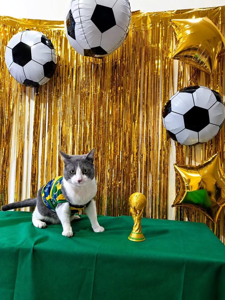 Chantilly, gato de porte médio para adoção em São Paulo - SP