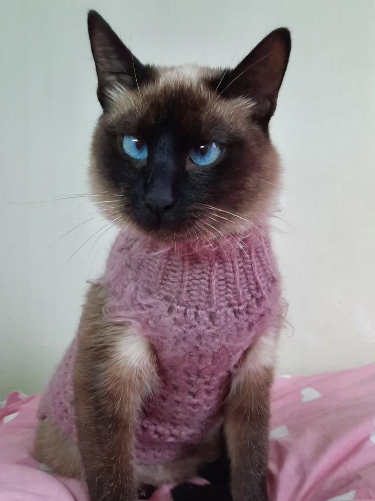 Amara, gata de porte médio para adoção em São Paulo - SP