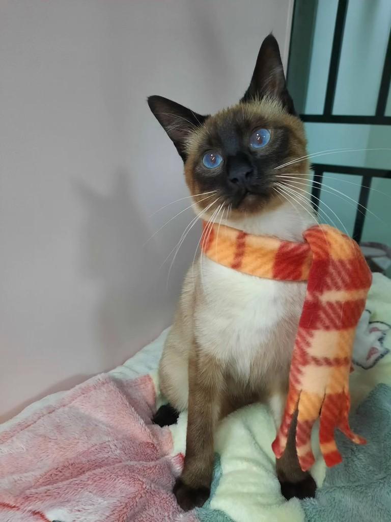 Afonso, gato de porte pequeno para adoção em São Paulo - SP