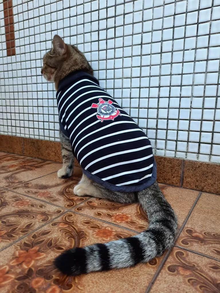 Peter, gato de porte médio para adoção em São Paulo - SP