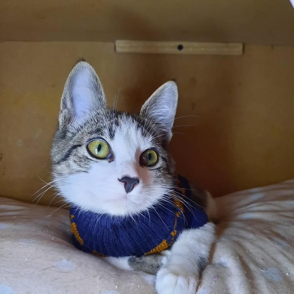 Memphis, gato de porte pequeno para adoção em São Paulo - SP