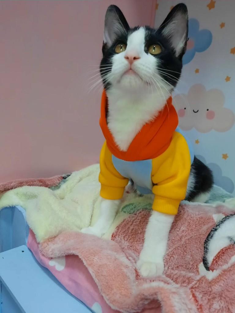 Luiz, gato de porte pequeno para adoção em São Paulo - SP