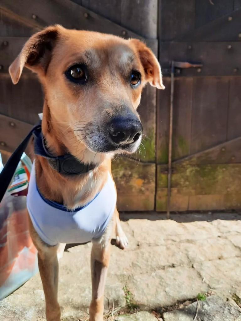 Pandora, cadela de porte pequeno para adoção em São Paulo - SP