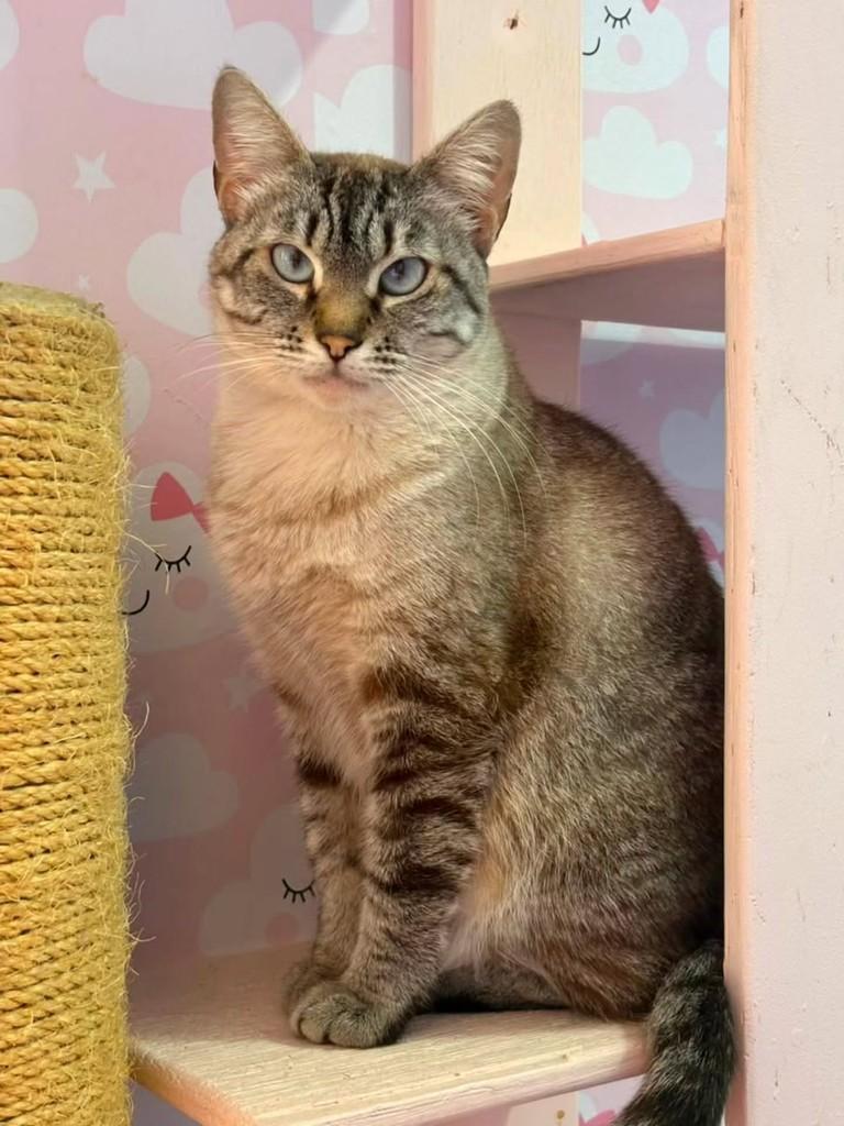 Sabrina, gata de porte médio para adoção em São Paulo - SP